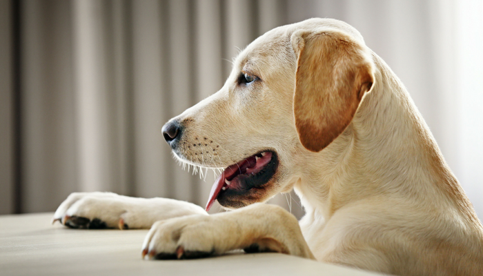 Learn how to Gradual Down Your Canine’s Consuming
