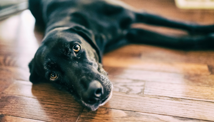 Why Do Canine Drag Their Butts on the Ground?
